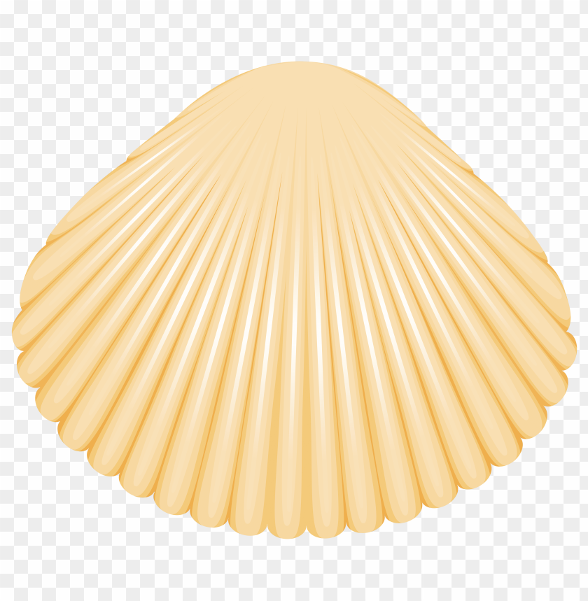 clam, shell