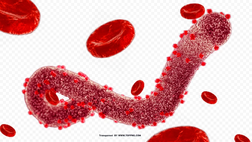 clear png image of marburg virus for design , Marburg Virus, Virus, Deadly, Pathogen,corona,Virus png
