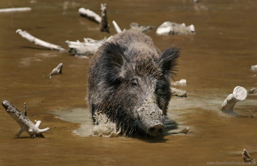 climb dirty wild wild boar wallpaper background best stock photos - Image ID 160205