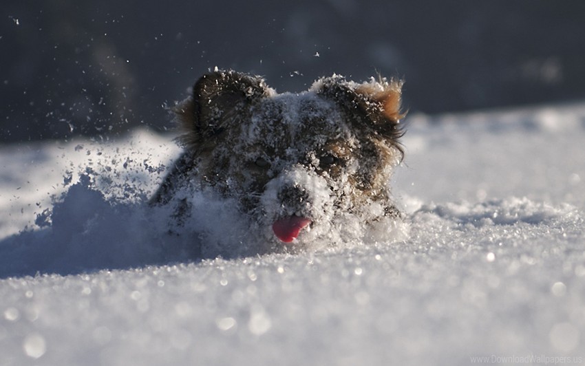 climb dog snout snow wallpaper background best stock photos - Image ID 160156
