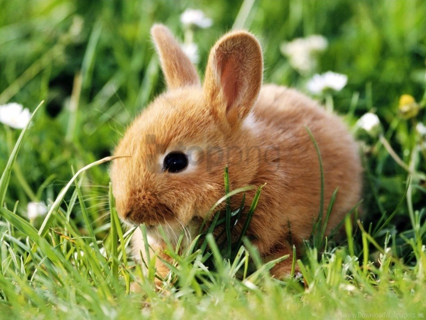 climb ears grass rabbit wallpaper background best stock photos - Image ID 157403