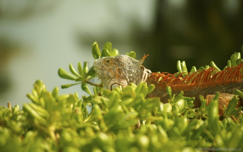 climbing grass iguana plant wallpaper background best stock photos - Image ID 160867