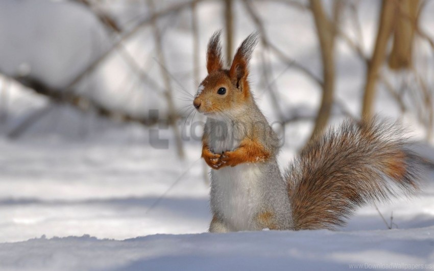 Climbing Park Snow Squirrel Tree Winter Wood Wallpaper Background Best Stock Photos