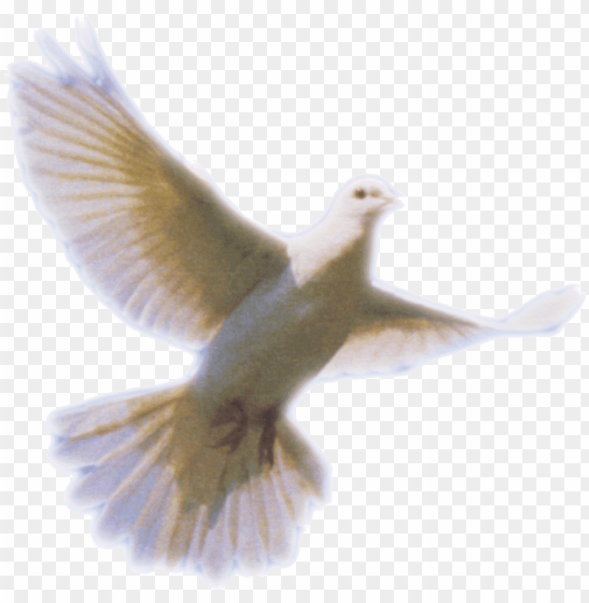 clip art download png pictures free icons and backgrounds holy spirit dove PNG transparent with Clear Background ID 287544