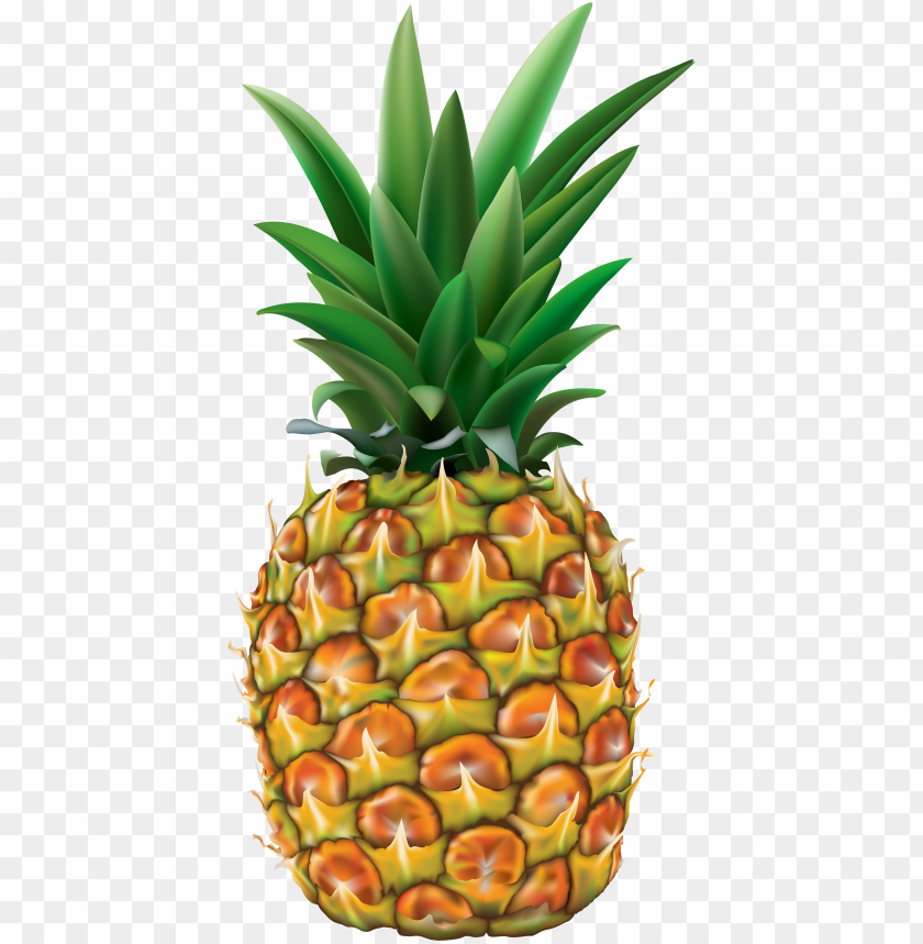 Realistic Pineapple Illustration, fruit tropical