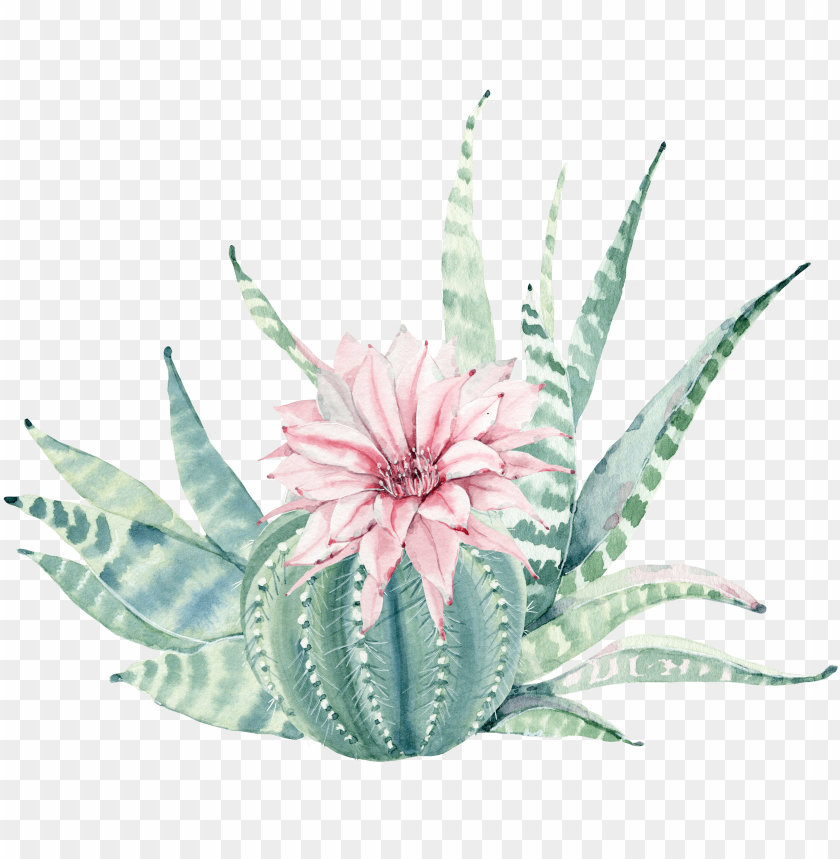 sun clip art, rose, cactus, flower frame, watercolor flower, flower border, agave