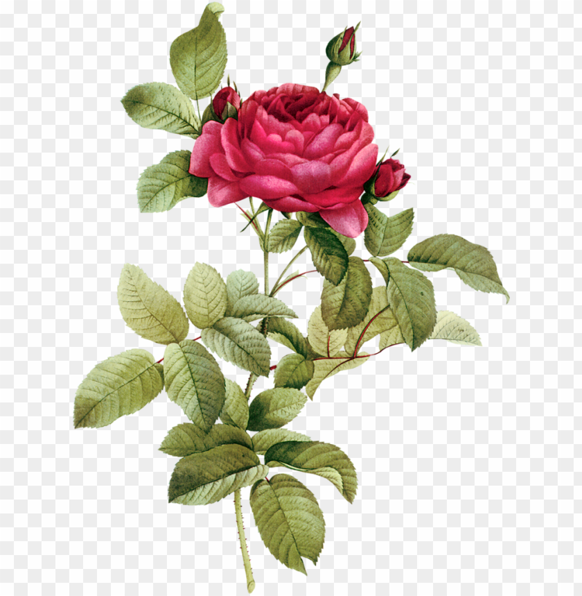 Clip Transparent Buds Png - Vintage Flower Drawing PNG Image With Transparent Background