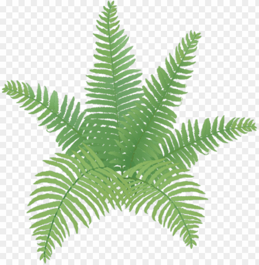Hand drawn fern branch isolated on white background. Vector illustration in  sketch style Stock Vector Image & Art - Alamy