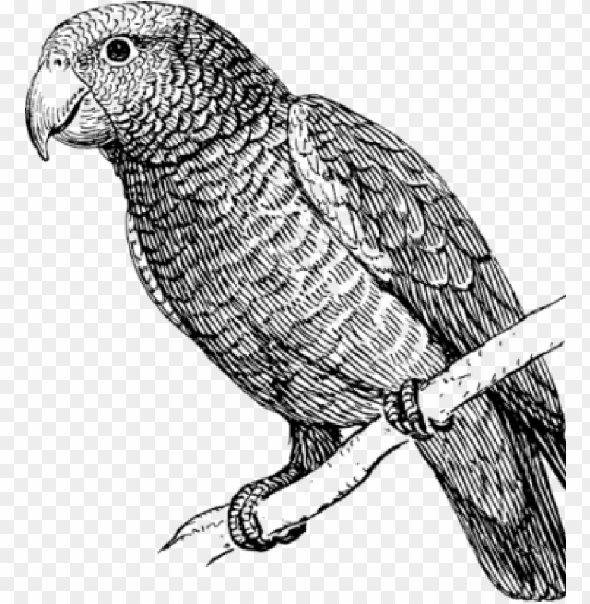 clipart freeuse stock how to draw a parrot art instructions parrot bird black and white png image with transparent background toppng parrot bird black and white png image