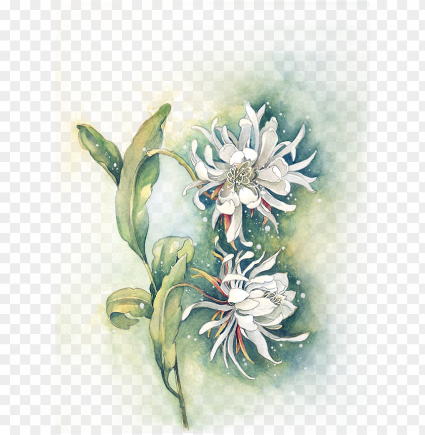 Clipart Royalty Free Edelweiss Drawing Watercolor Png Image With Transparent Background Toppng