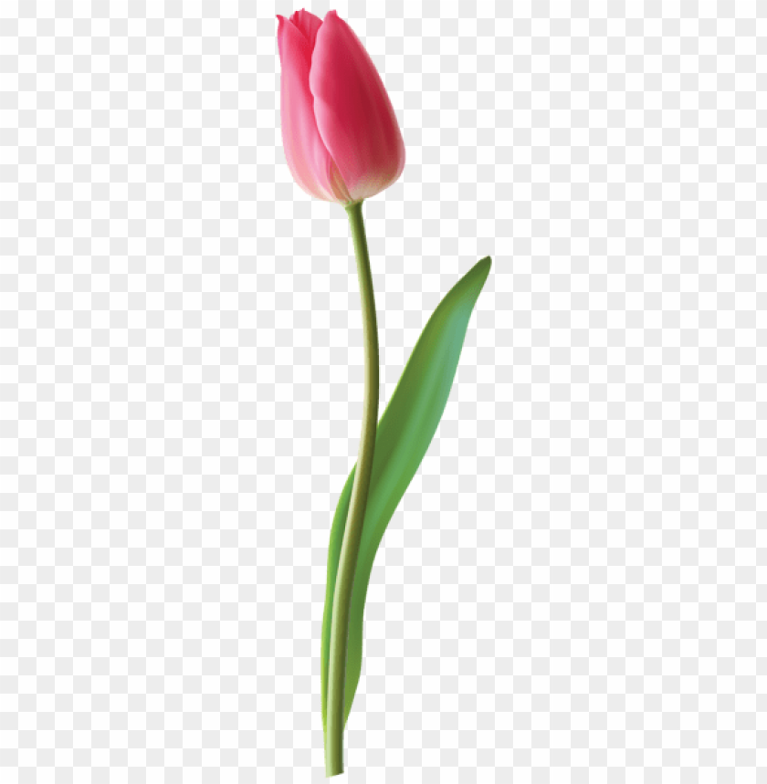 closed pink tulip