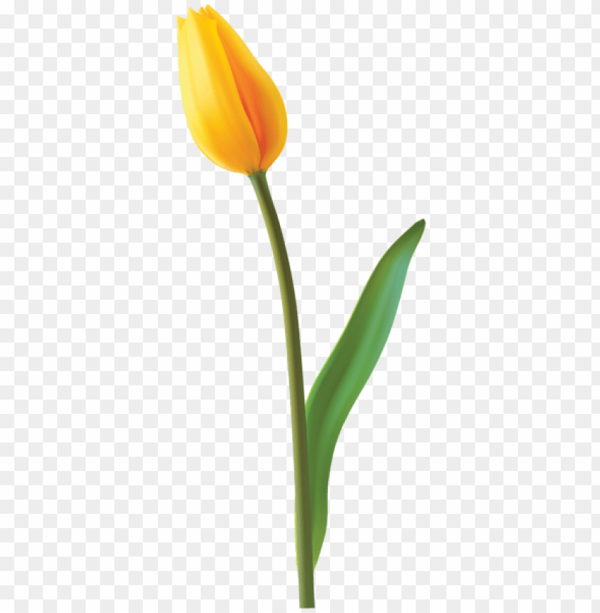closed yellow tulip