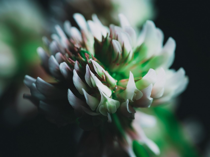 clover, flower, inflorescence, macro, closeup