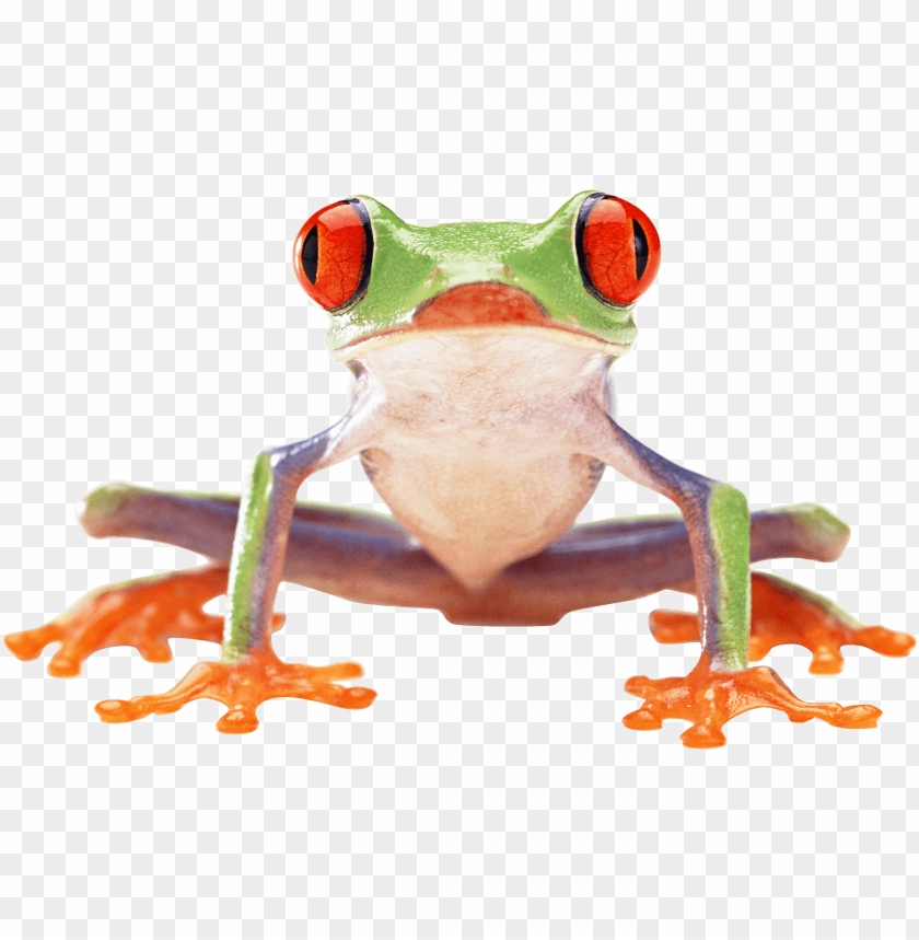 animals, frogs, clown frog, 