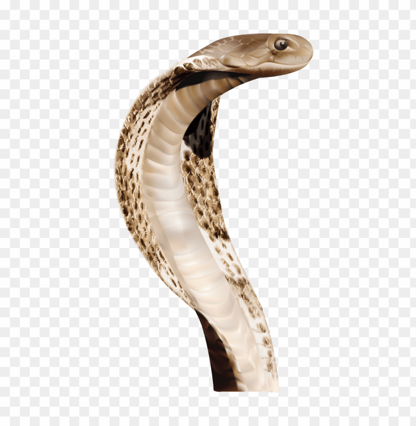 animals, snakes, cobra head snake, 