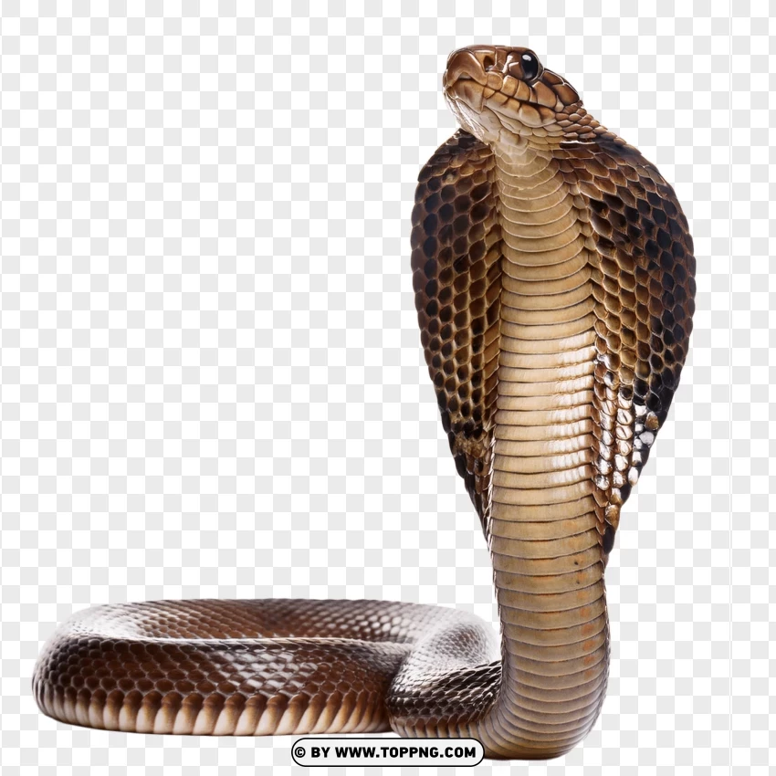 Cobra Snake With Expanded Hood In Defensive Stance PNG Transparent Background