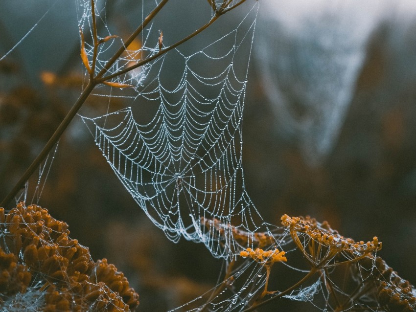 cobweb, branches, blur, dew, macro