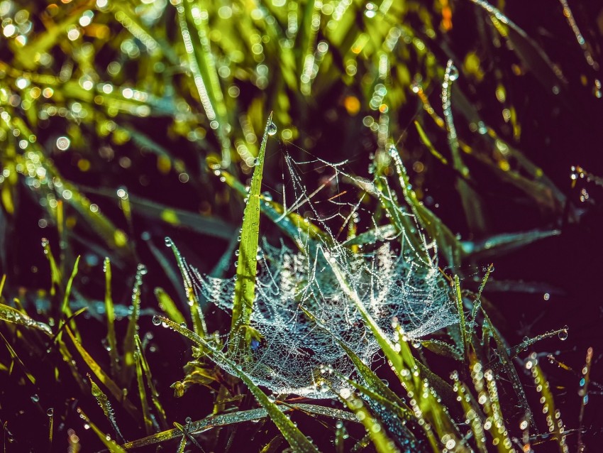 cobweb, grass, dew, drops, wet, early morning