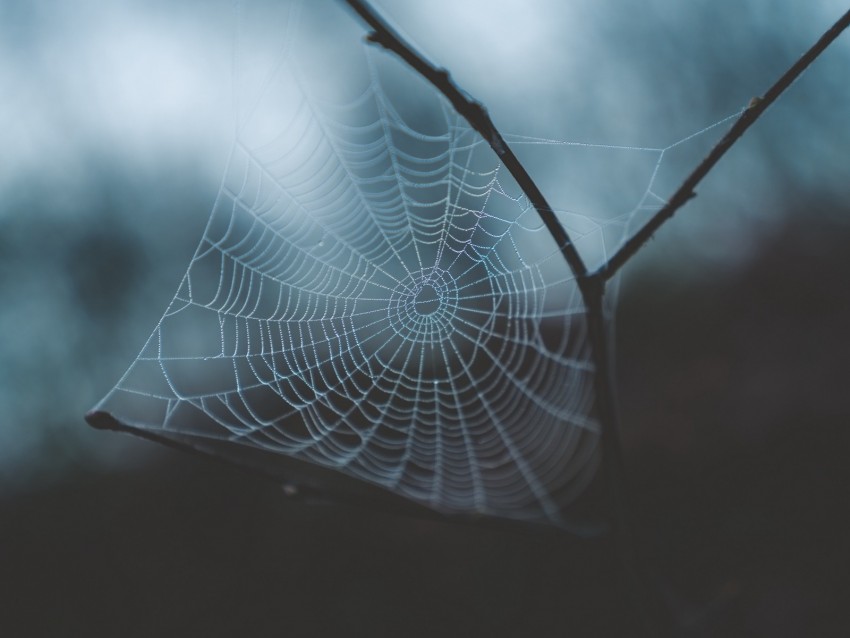 Cobweb Weaving Macro Dew Drops Blur Png - Free PNG Images