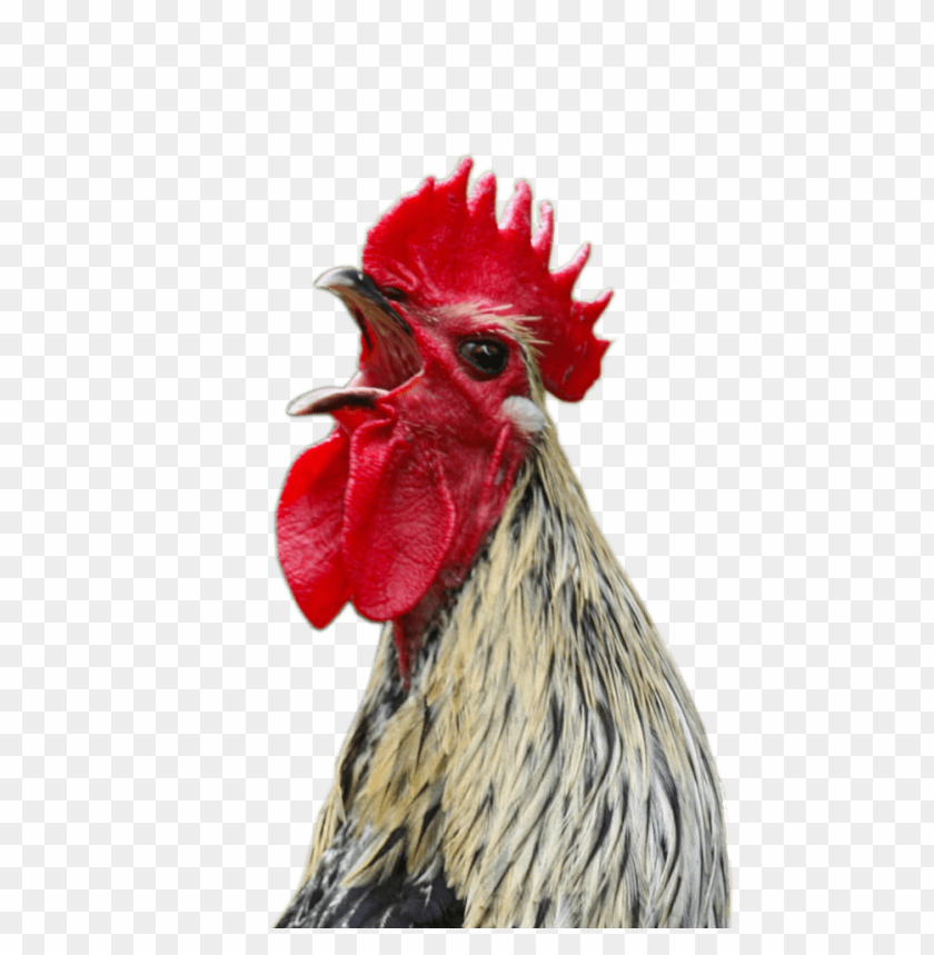 cock png,rooster png,fowl png,crow png,free png,fowl,cock file png