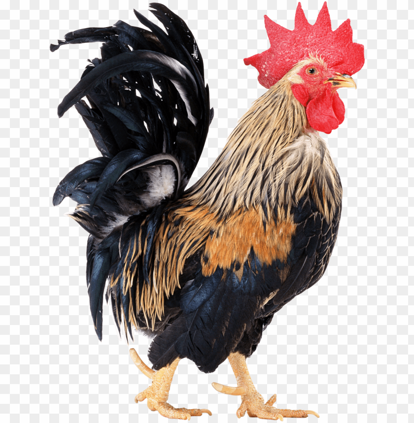 Download cock png images background | TOPpng
