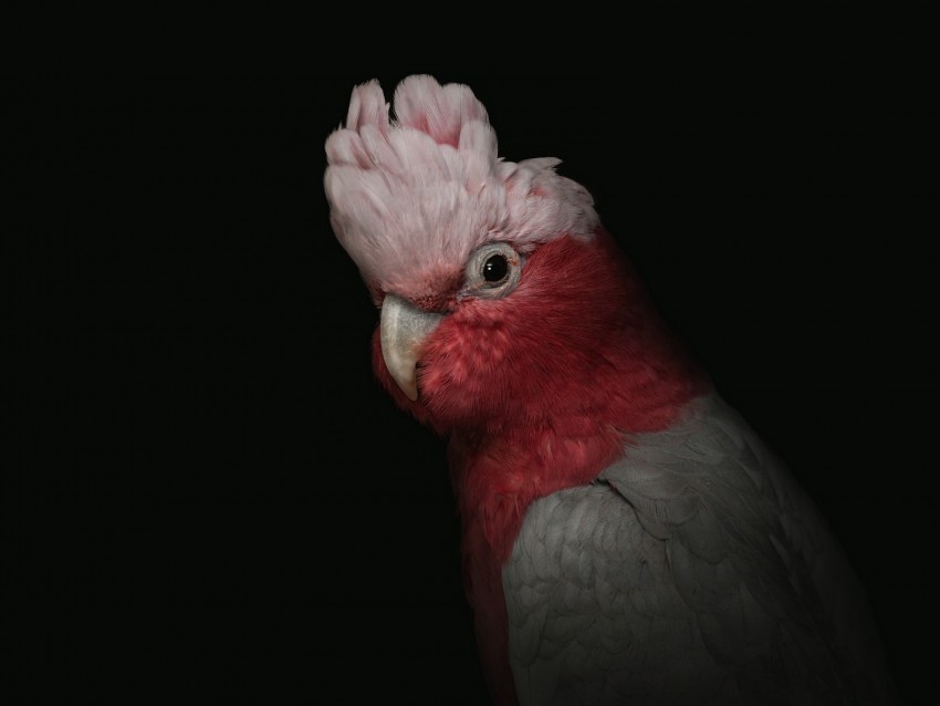cockatoo, parrot, bird, pink, portrait, funny