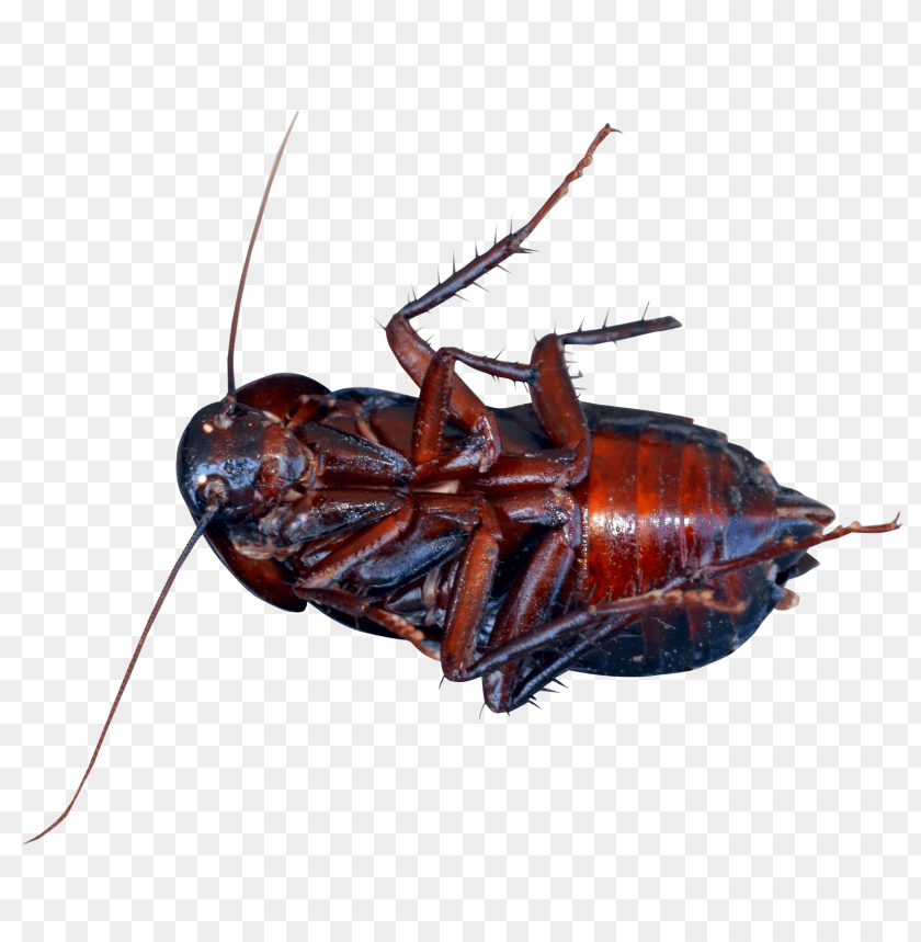 
insect
, 
pest
, 
cockroach
, 
animals
