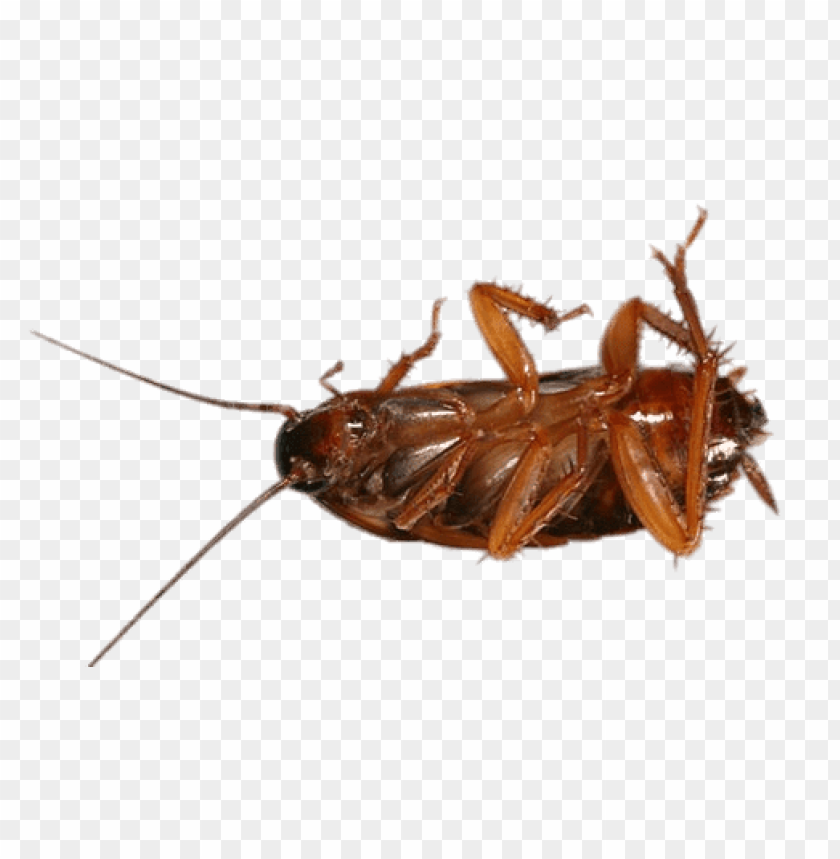 animals, insects, cockroaches, cockroach on its back, 