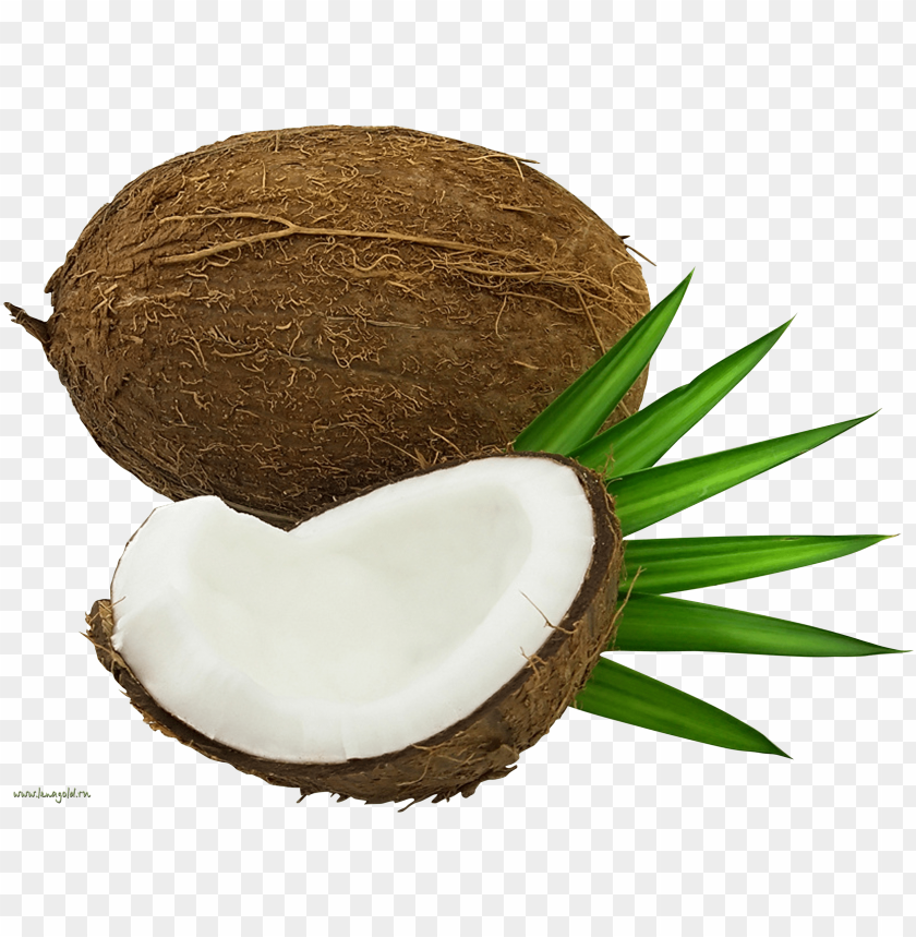 Coconut PNG Images With Transparent Backgrounds - Image ID 13646 | TOPpng
