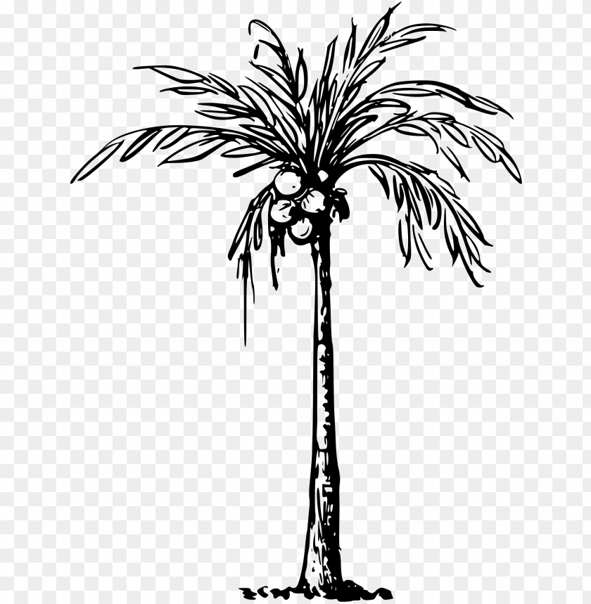 Coconut Palm Svg Black And White Download Clip Art Of Coconut Tree Png Image With Transparent Background Toppng