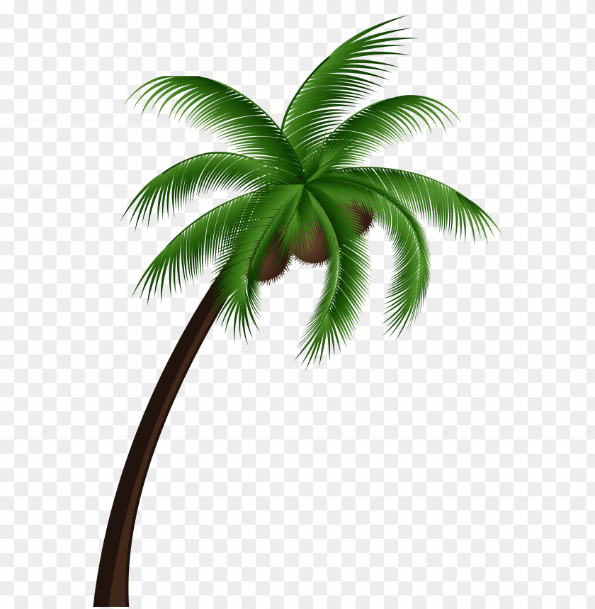 coconut, palm, tree