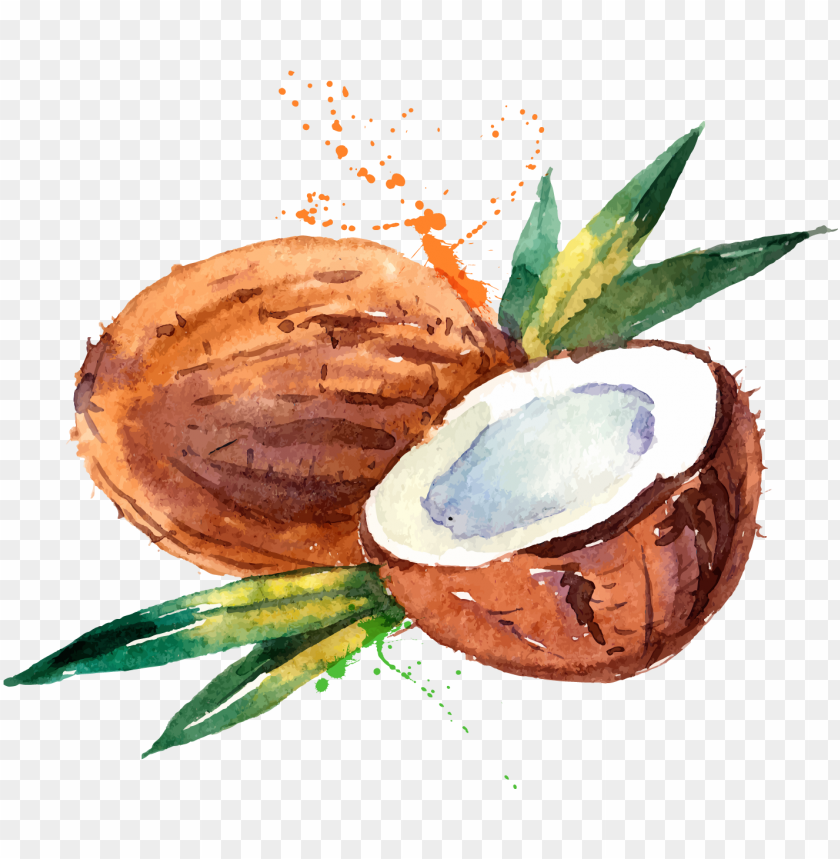coconut water coconut milk watercolor painting watercolor coconut PNG transparent with Clear Background ID 206024
