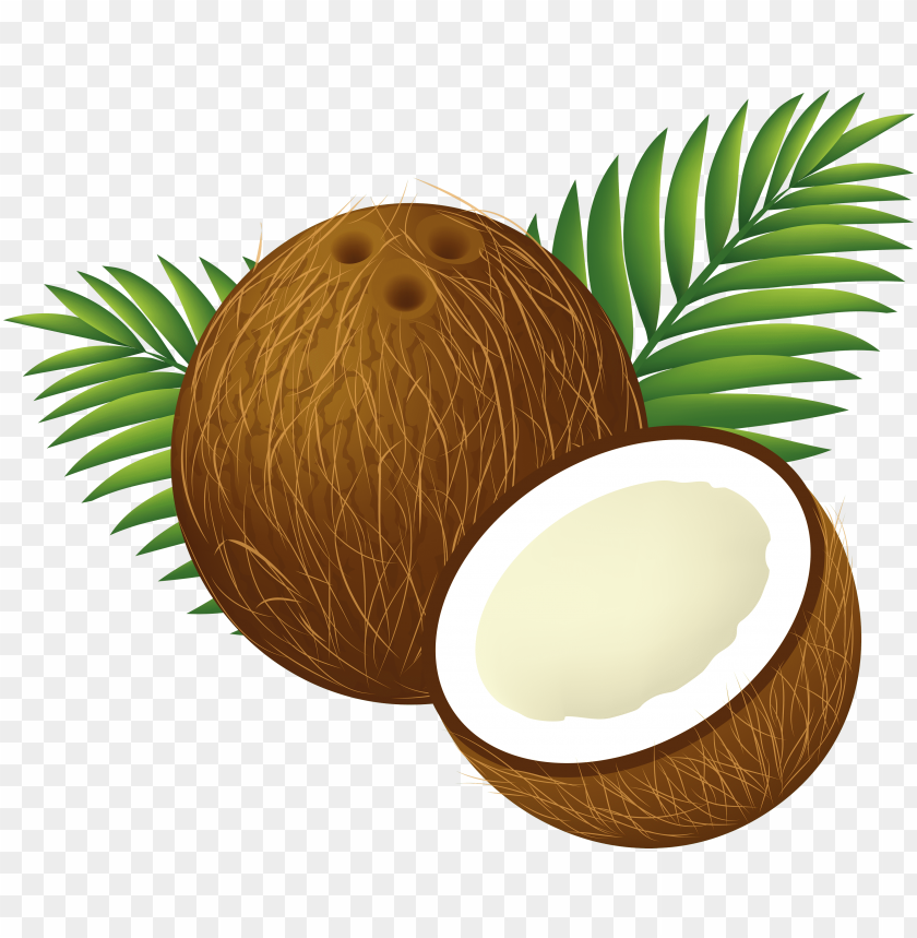 Download Coconuts Clipart Png Photo | TOPpng