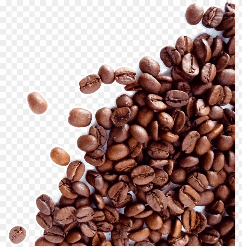 coffee bean, leaves, ampersand, flower, cocoa, leaf pattern, repair