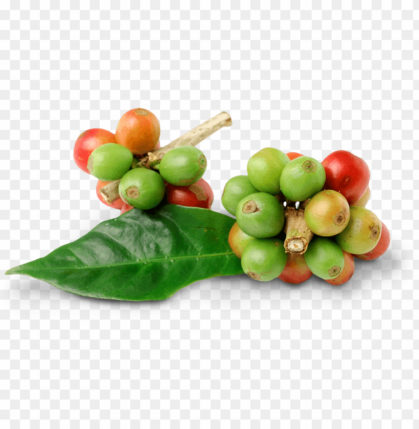 Coffee Coffee Bean Leaf Png Image With Transparent Background Toppng - coffee beans roblox