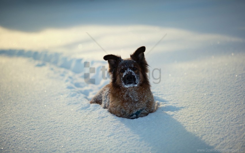 cold, dog, frost, snow, snowdrift wallpaper background best stock photos |  TOPpng