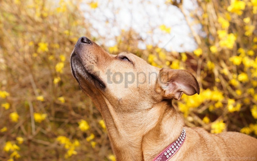 collar curiosity dog muzzle wallpaper background best stock photos - Image ID 160378