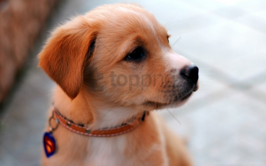 collar cute look muzzle puppy wallpaper background best stock photos - Image ID 155565