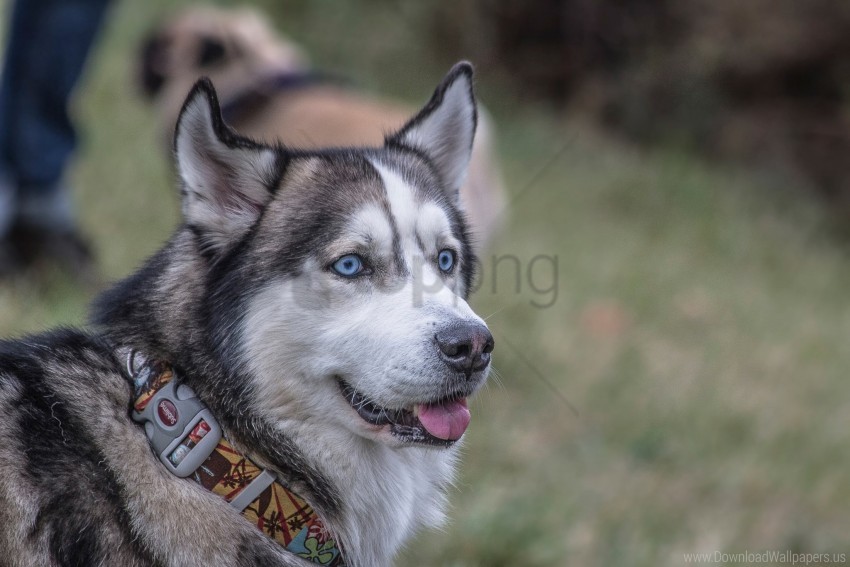 collar dog husky muzzle wallpaper background best stock photos - Image ID 147878