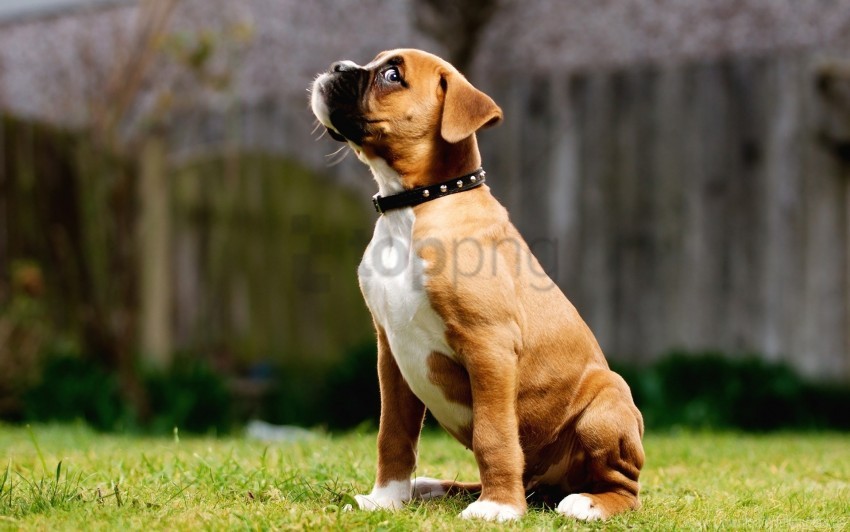 collar grass puppy walk wallpaper background best stock photos - Image ID 160934