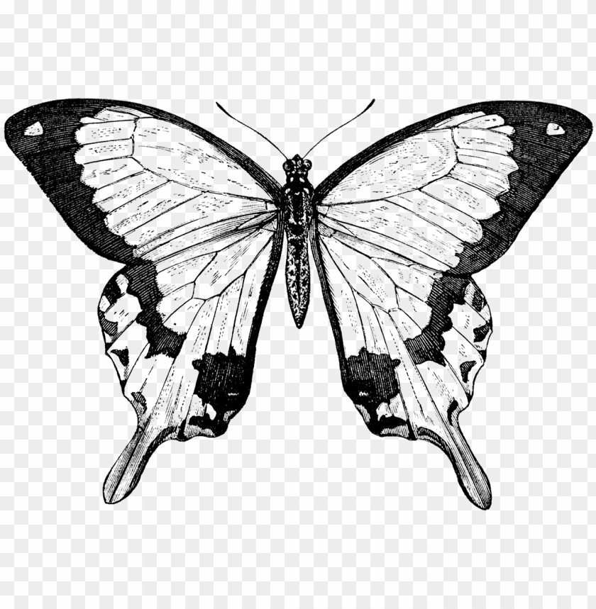 Collection Of Free Butterfly Drawing Nature Download - Butterfly Black And White Victorian Prints PNG Transparent Background