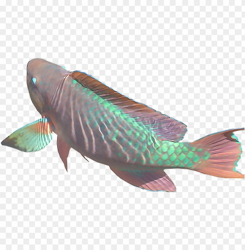 collection of free transparent fish vaporwave download - aesthetic fish PNG image with transparent background@toppng.com