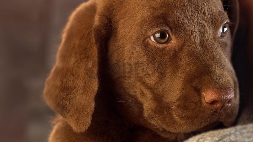 Color Ears Face Puppy Wallpaper Background Best Stock Photos Toppng - roblox puppy face hitler