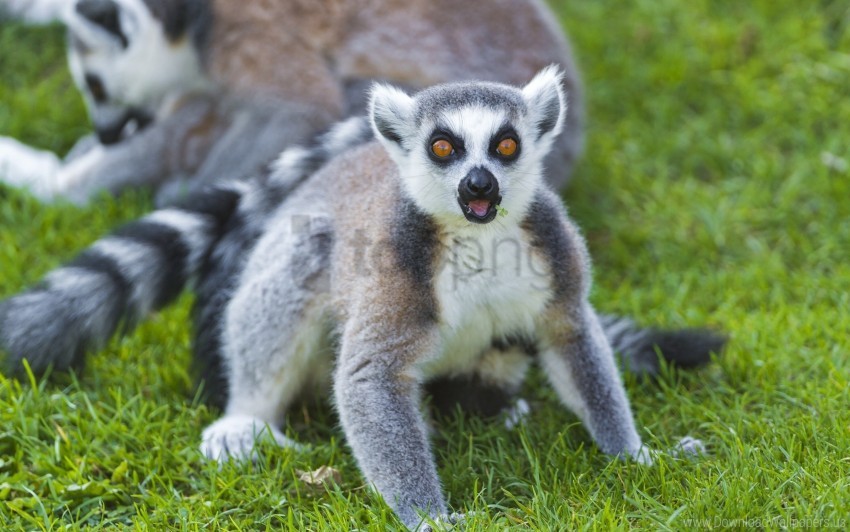 Color Eyes Grass Lemur Wallpaper Background Best Stock Photos