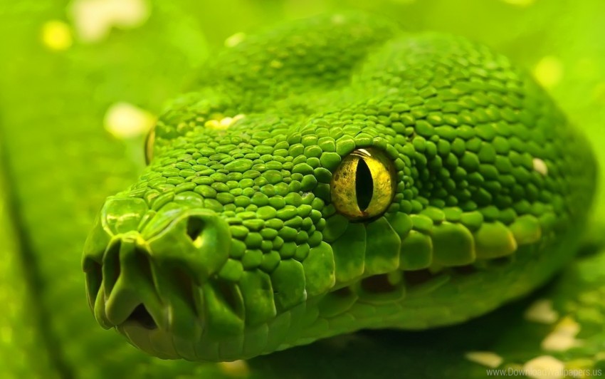 color, eyes, head, snake wallpaper background best stock photos | TOPpng