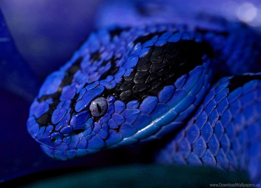 color, eyes, snake wallpaper background best stock photos | TOPpng