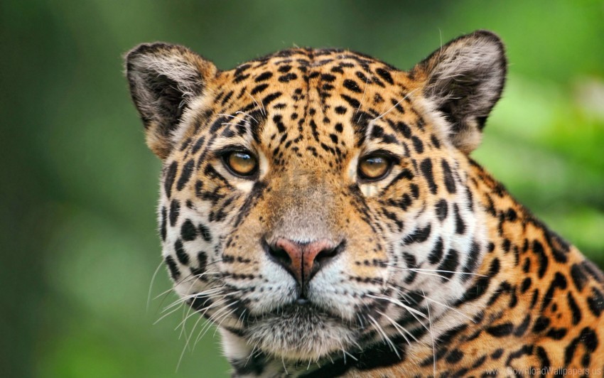 color, face, jaguar wallpaper background best stock photos | TOPpng