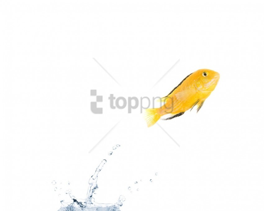 color fish jump water wallpaper background best stock photos - Image ID 160544