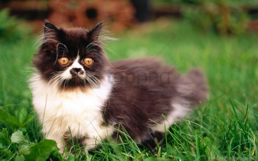 color fur furry grass kitten walk wallpaper background best stock photos - Image ID 160804