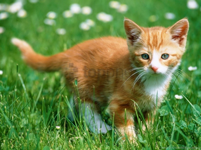 color grass kitten walk wallpaper background best stock photos - Image ID 160784
